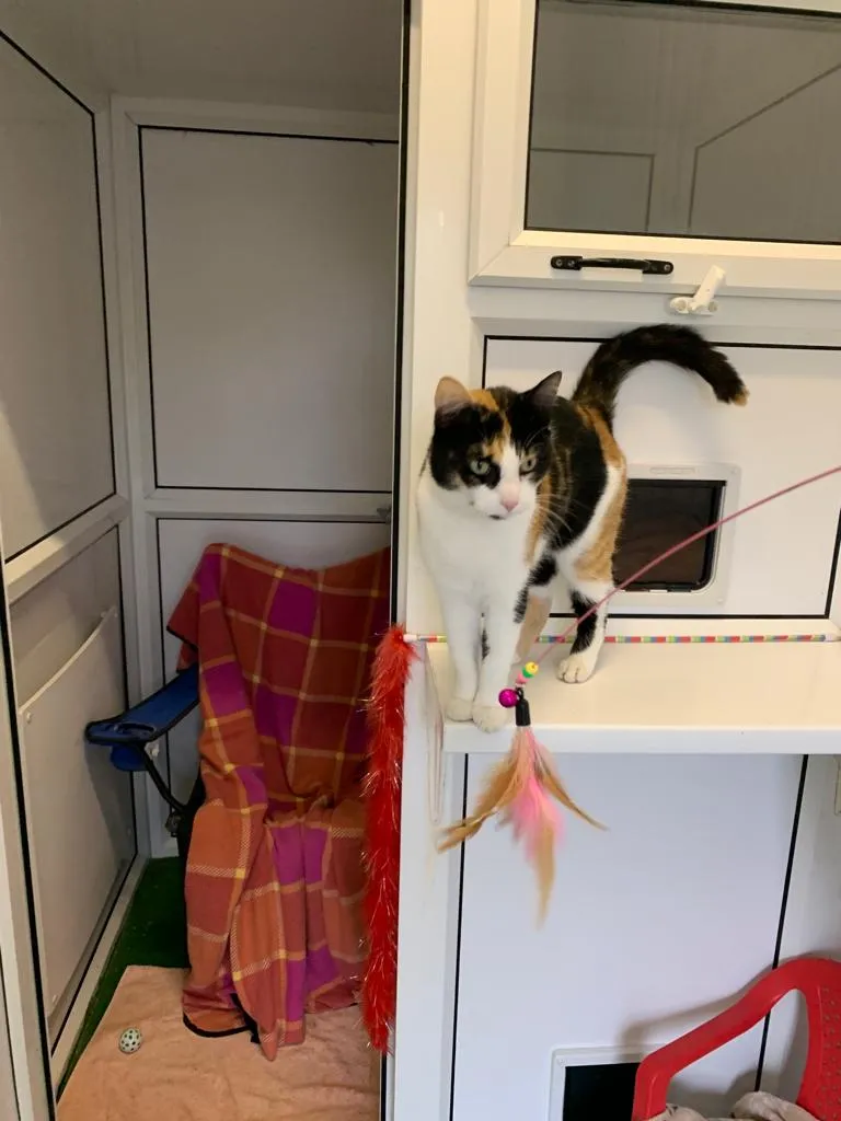 Denmead Cattery