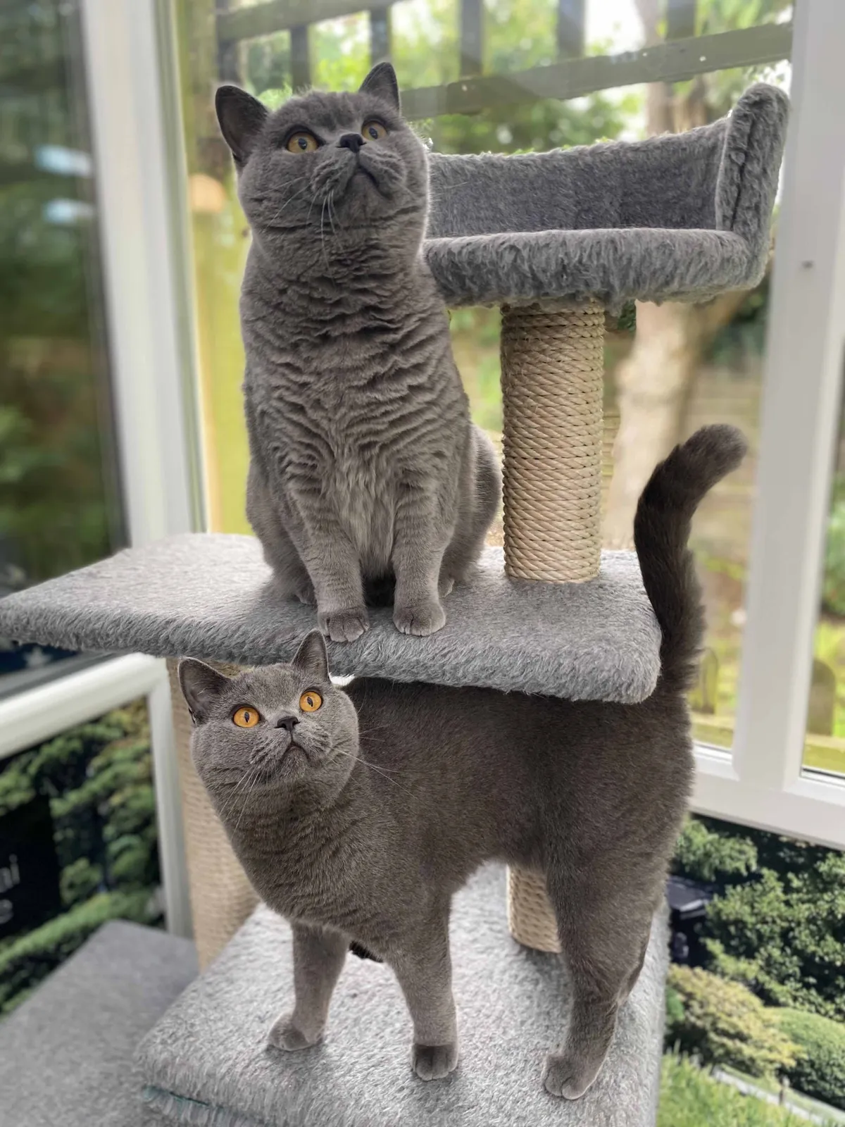 Longcroft Luxury Cat Hotel Romsey, Hampshire, Romsey - Photo 3 of 3