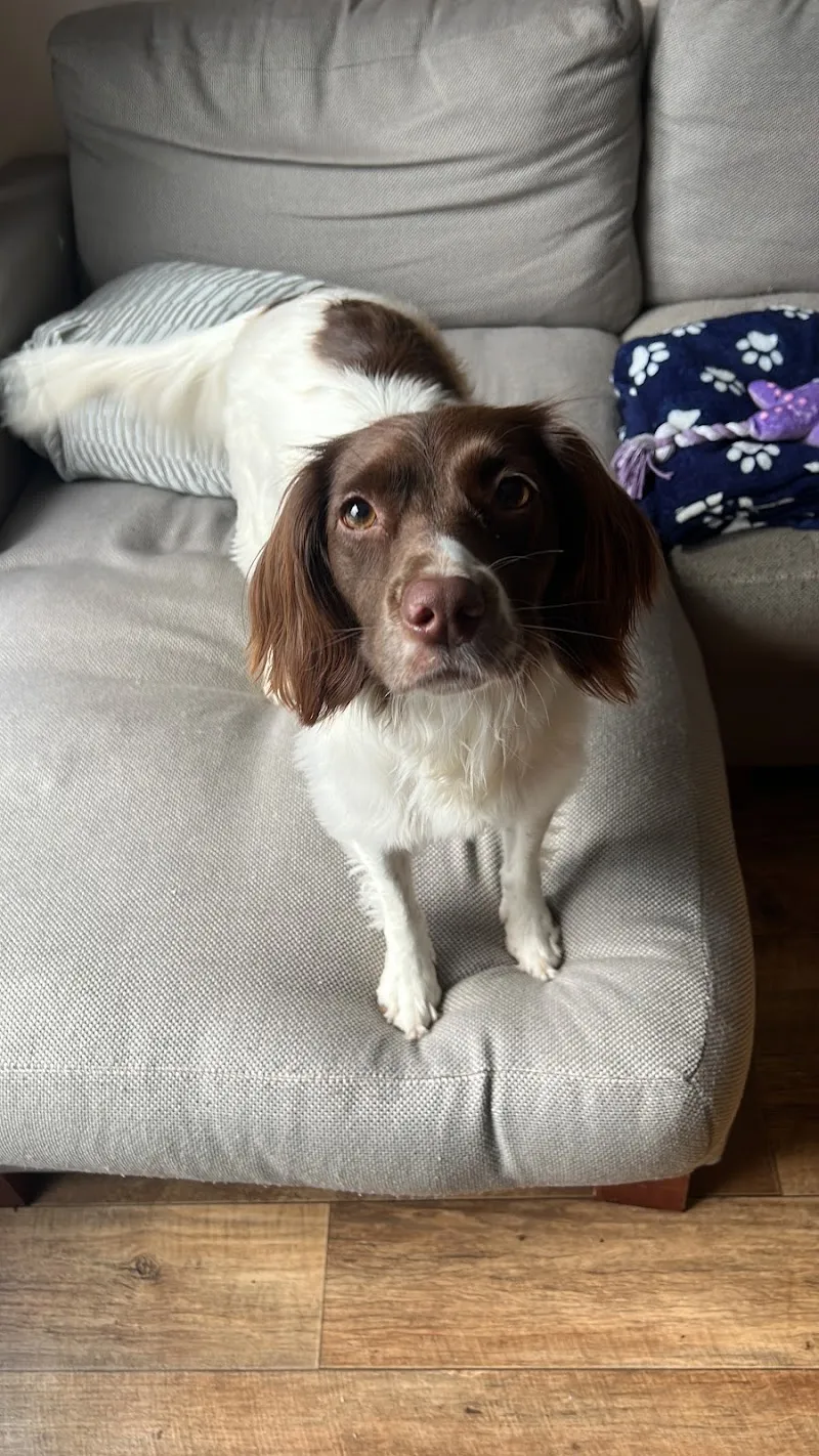 Johnny’s Doggy Hotel