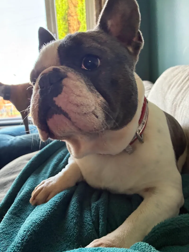 Johnny’s Doggy Hotel