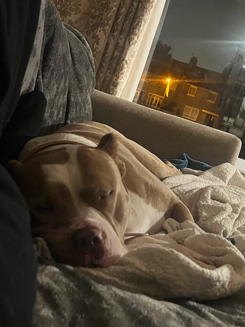 Johnny’s Doggy Hotel