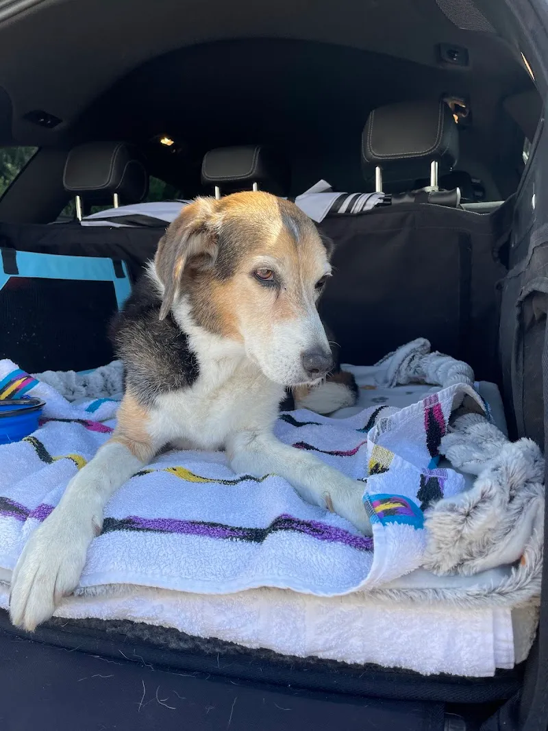 Kelsion Boarding Kennels