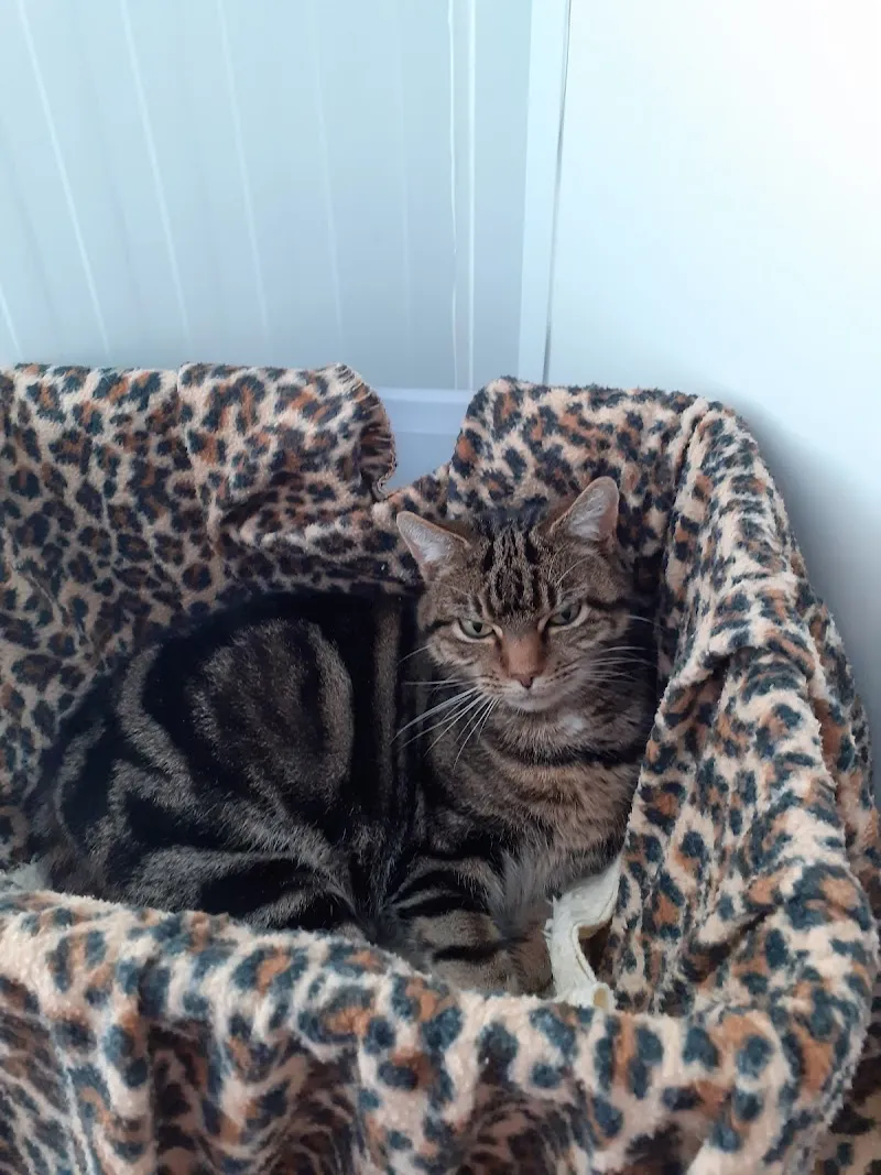 Ockbrook Boarding Cattery