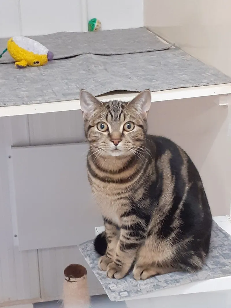 Ockbrook Boarding Cattery