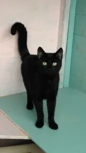 Small Pet Holiday Boarding, Loughborough - Photo 1 of 3