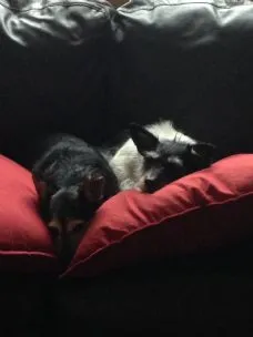 Small Pet Holiday Boarding, Loughborough - Photo 2 of 3