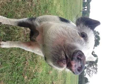 Small Pet Holiday Boarding, Loughborough - Photo 3 of 3