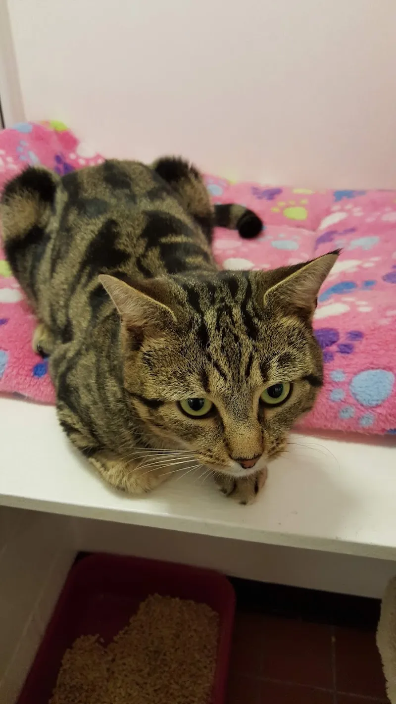 Pawfection Luxury Cattery