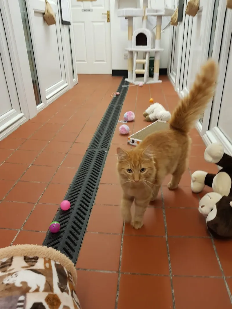 Pawfection Luxury Cattery