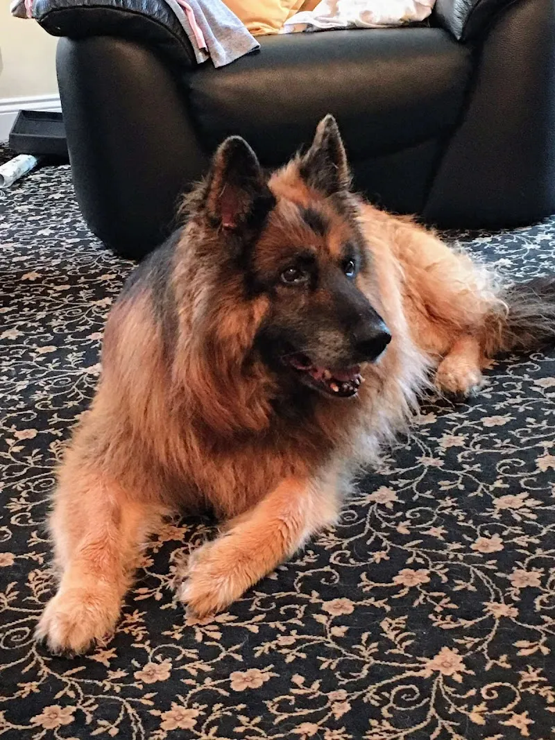 Kingstown Kennels and Cattery