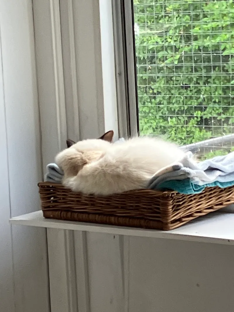 Clowder Cattery - 5 star license cattery