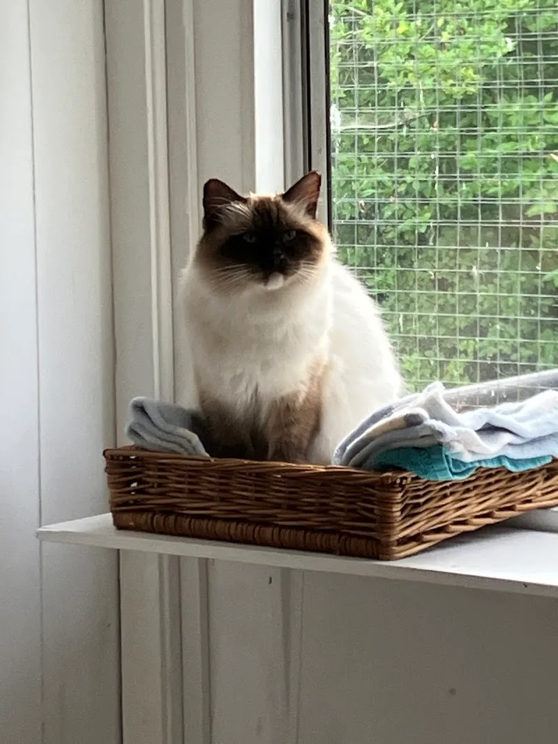 Clowder Cattery - 5 star license cattery