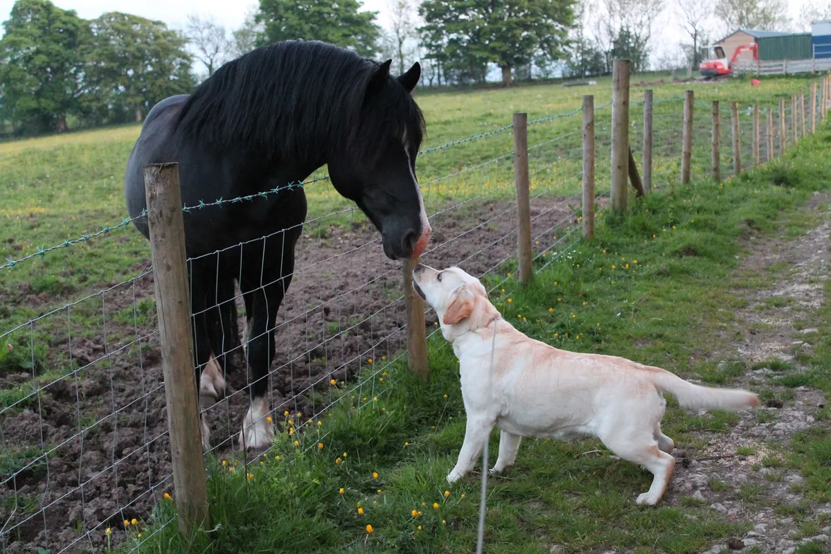 Berrier Boarders - Photo 1