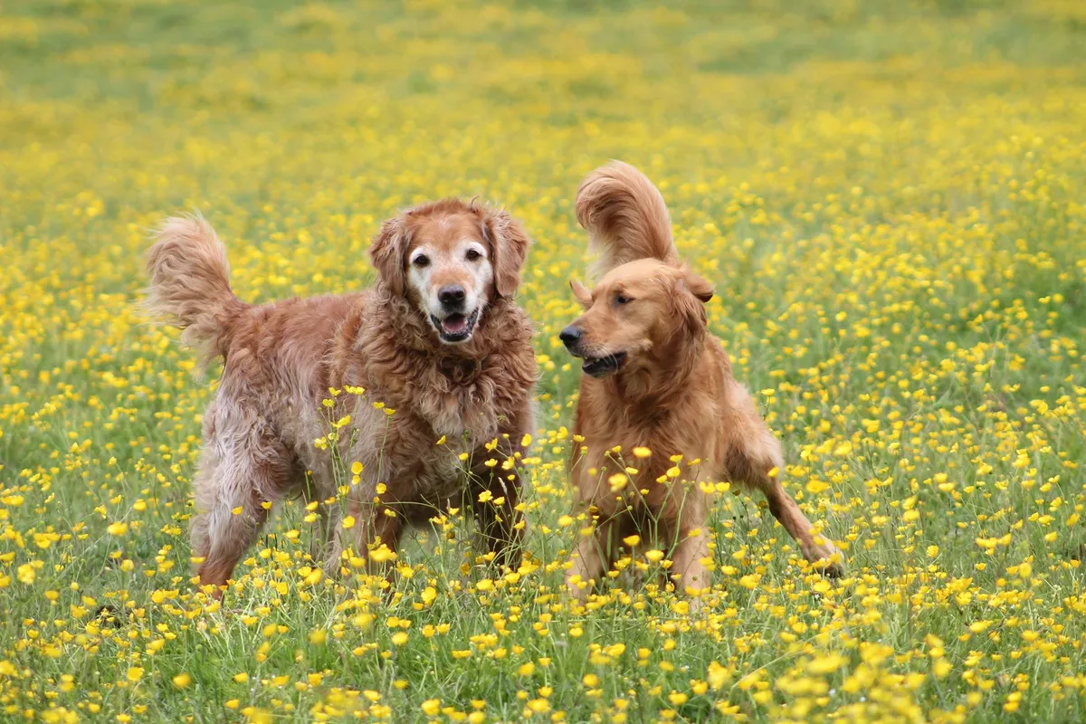 Berrier Boarders - Photo 2