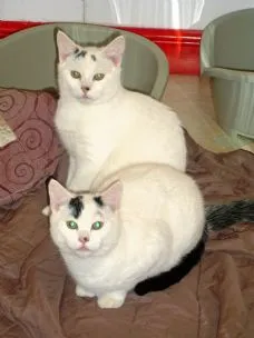 Bewdley Boarding Kennels And Cattery Ltd, Bewdley - Photo 2 of 6