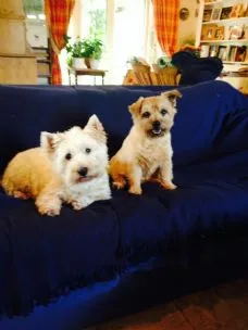 Honeypot Small & Friendly Pet Care, Romsey