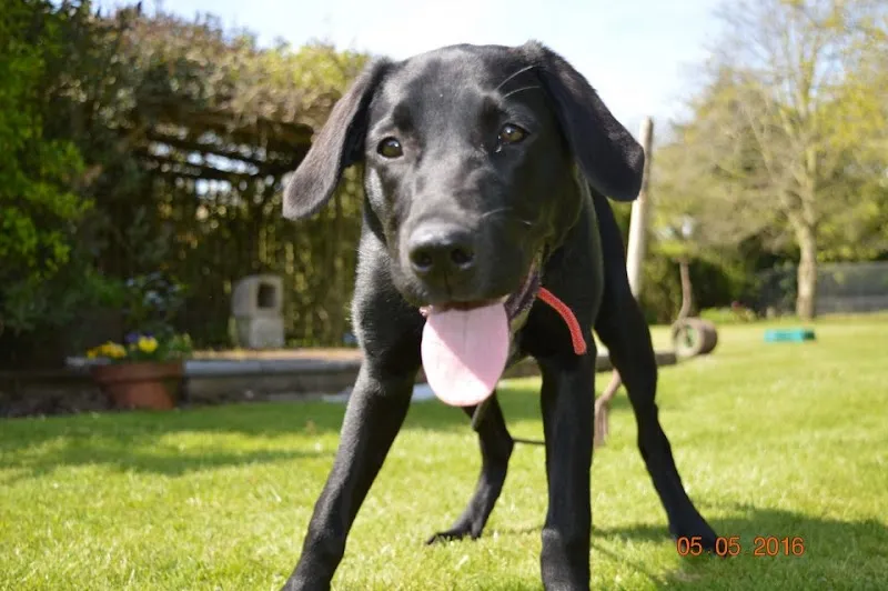 Strawbyn Boarding Kennels & Cattery