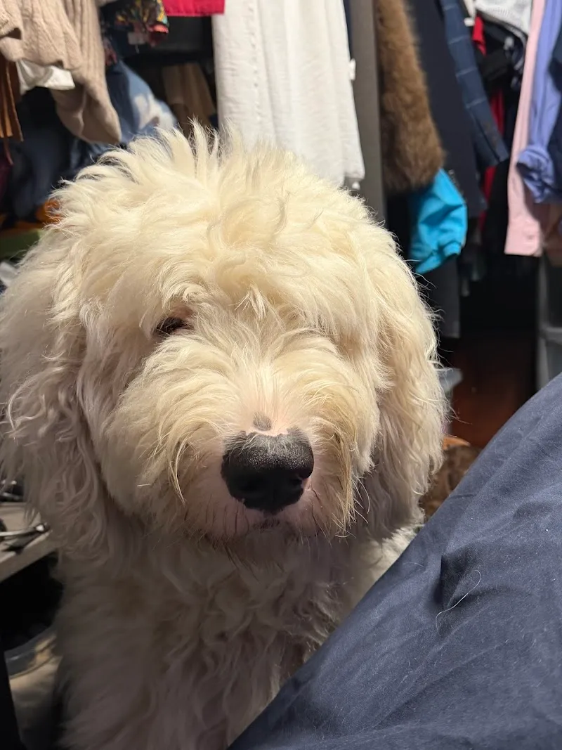 Home From Home Dog Boarding Agency Ltd