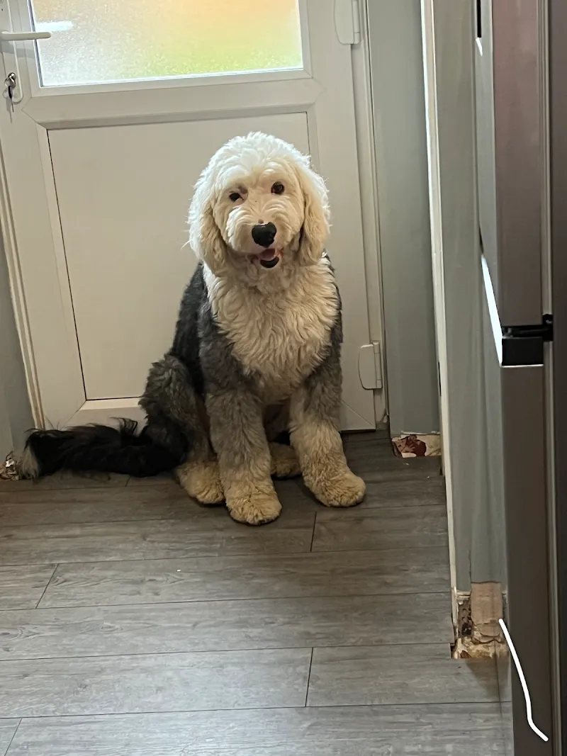 Home From Home Dog Boarding Agency Ltd