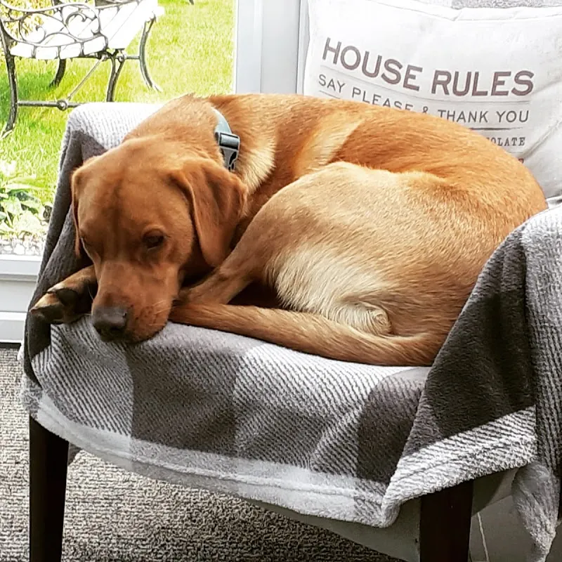 Home From Home Dog Boarding Agency Ltd