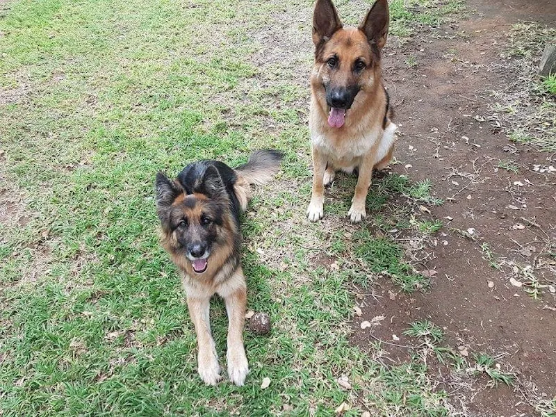 Pawfully Happy Aberdeenshire