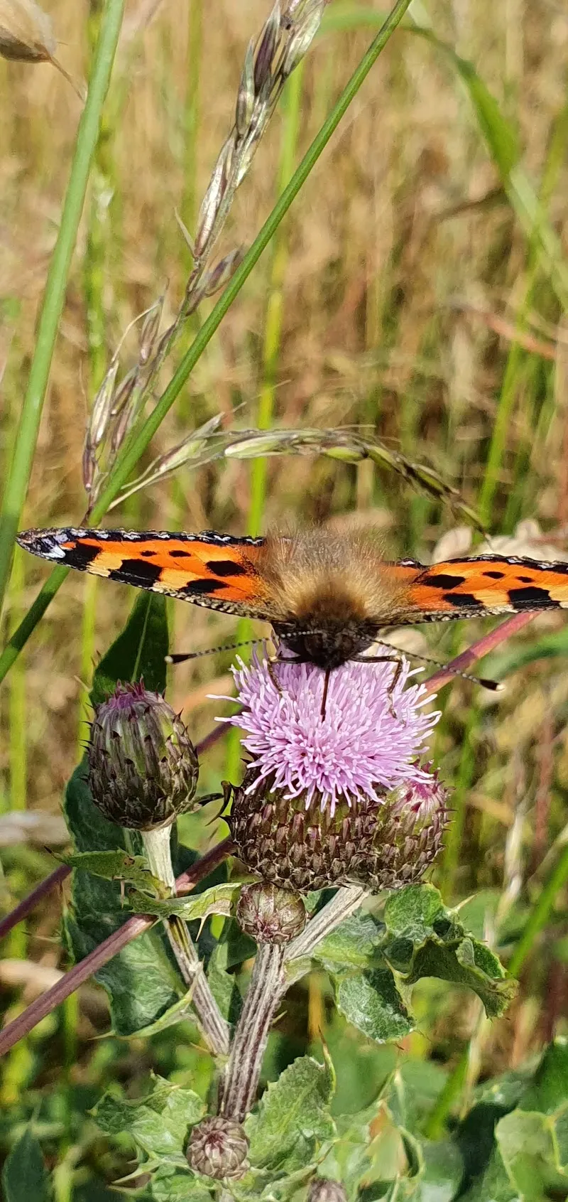 Pawfully Happy Aberdeenshire