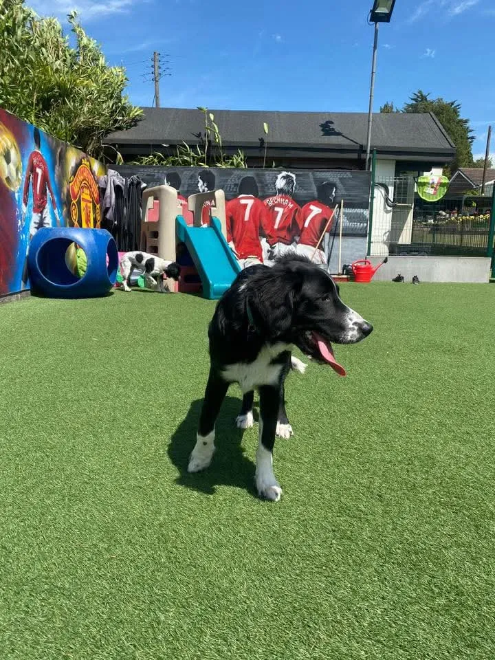 Playful Precious Paws