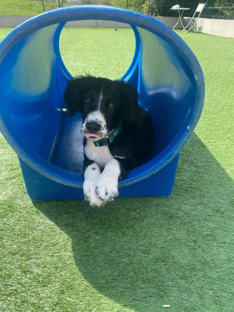 Playful Precious Paws