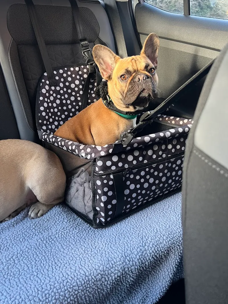 Playful Precious Paws