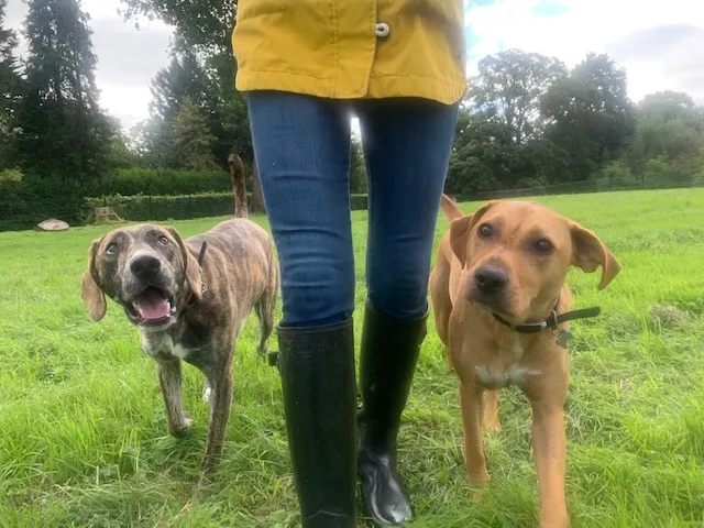 The Dog Meadow, Craigavon - Photo 2 of 2