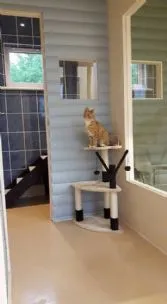 Songbird Cattery, Airdrie - Photo 1 of 3