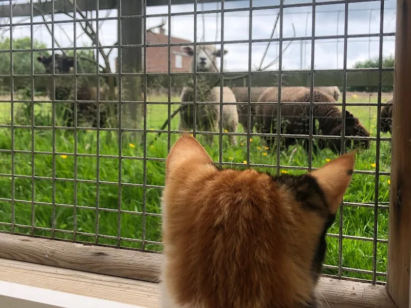 The Cats Whiskers Cattery East Yorkshire