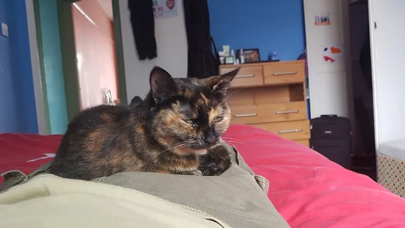 The Cats Whiskers Cattery East Yorkshire