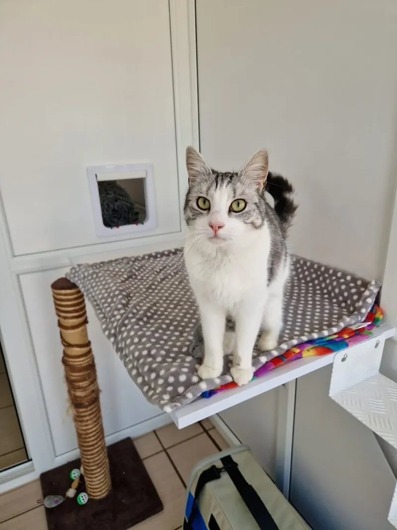 The Kitz Luxury Cat Hotel