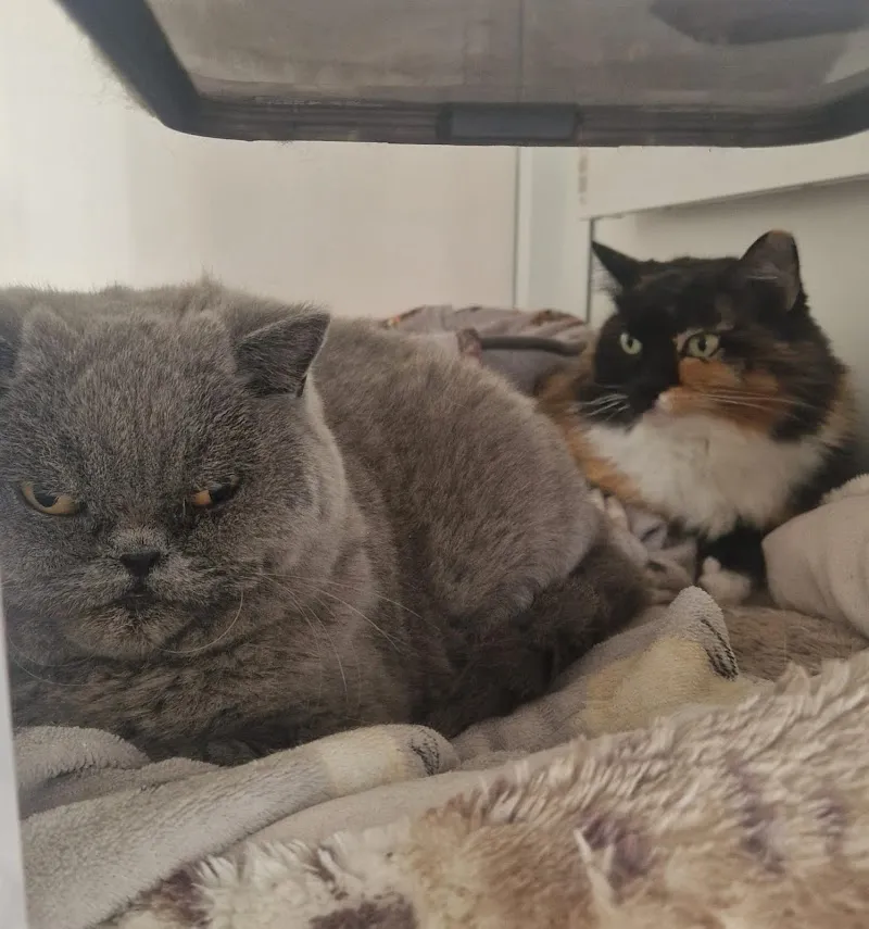 The Kitz Luxury Cat Hotel