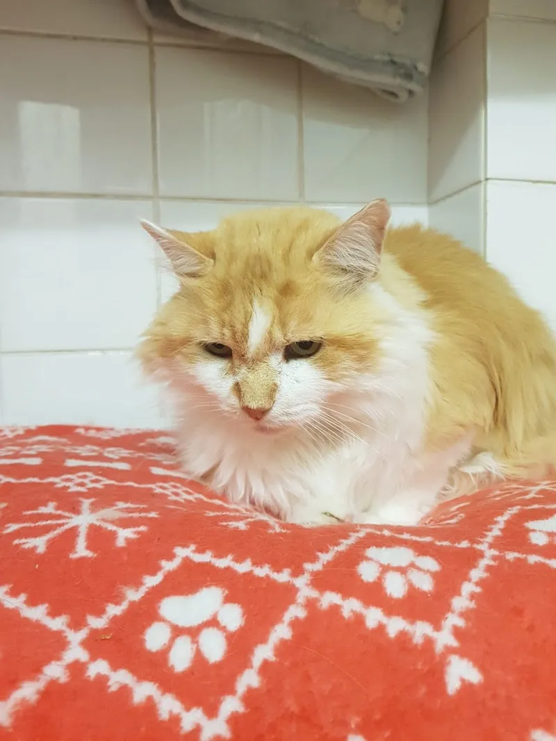 Ainsworth Farm Cattery