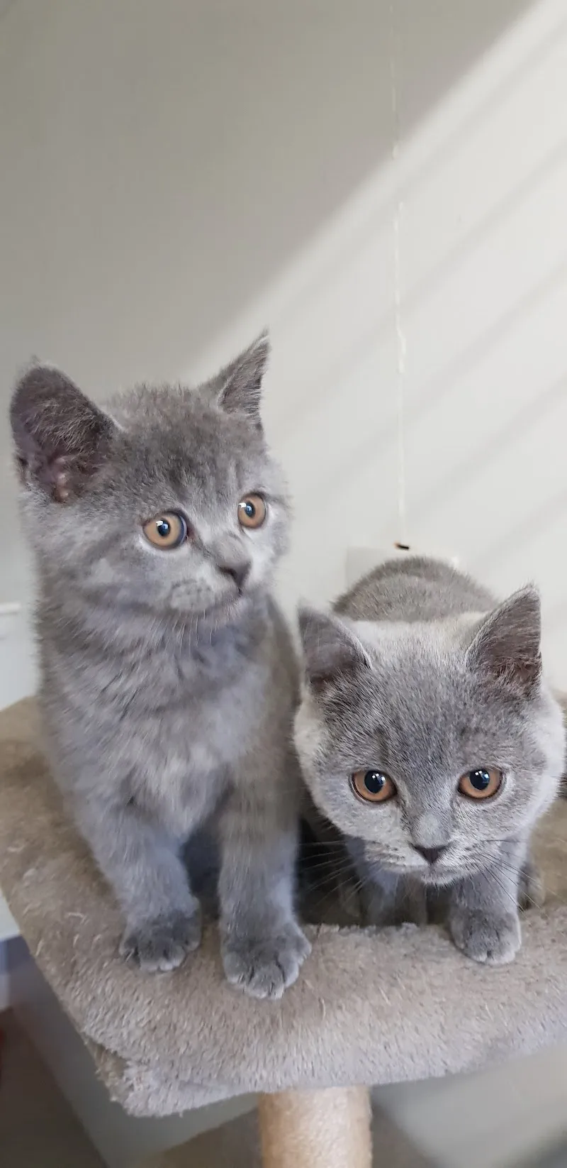 Ainsworth Farm Cattery