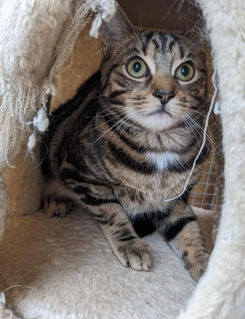 The Firs Luxury Boarding Cattery