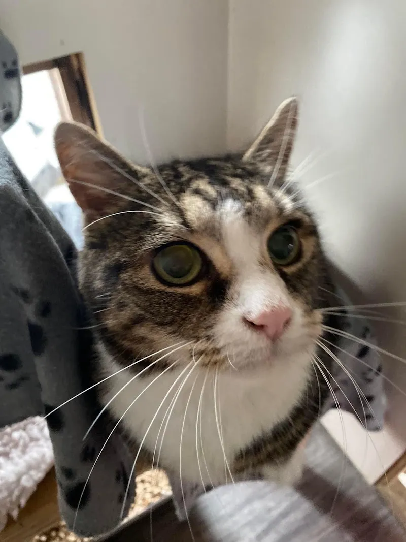 The Firs Luxury Boarding Cattery