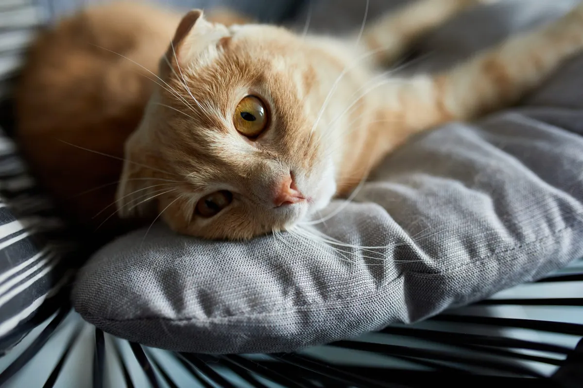 Bwlchgwyn Cattery, Wrexham - Photo 4 of 4