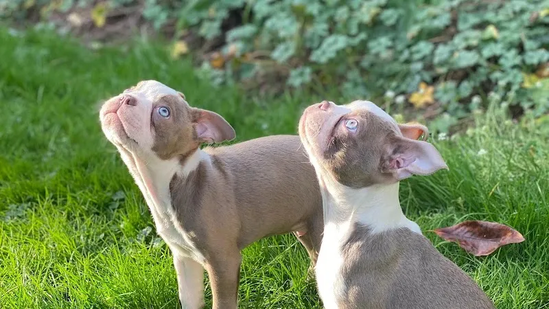 The Cockney Spaniels