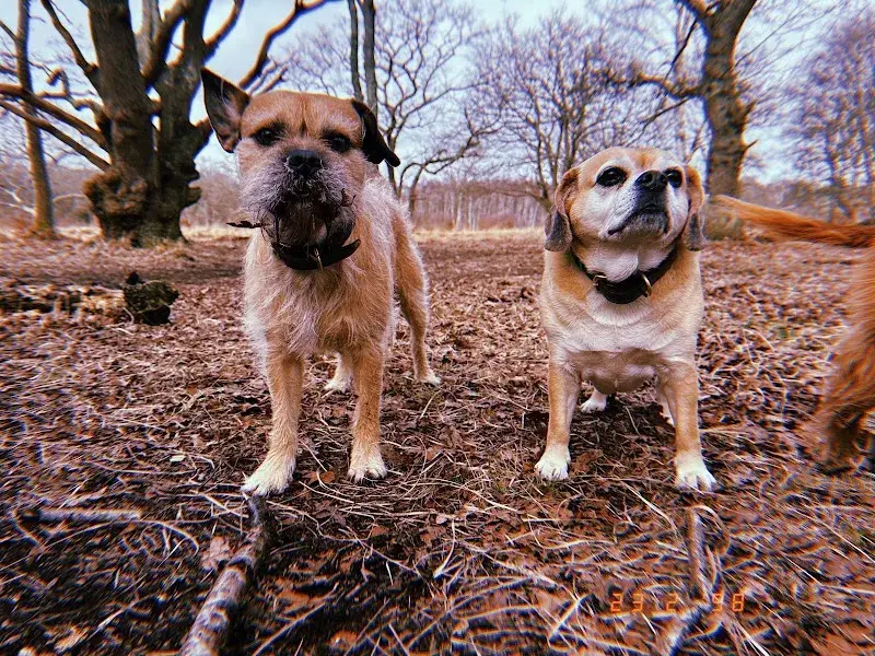 The Cockney Spaniels