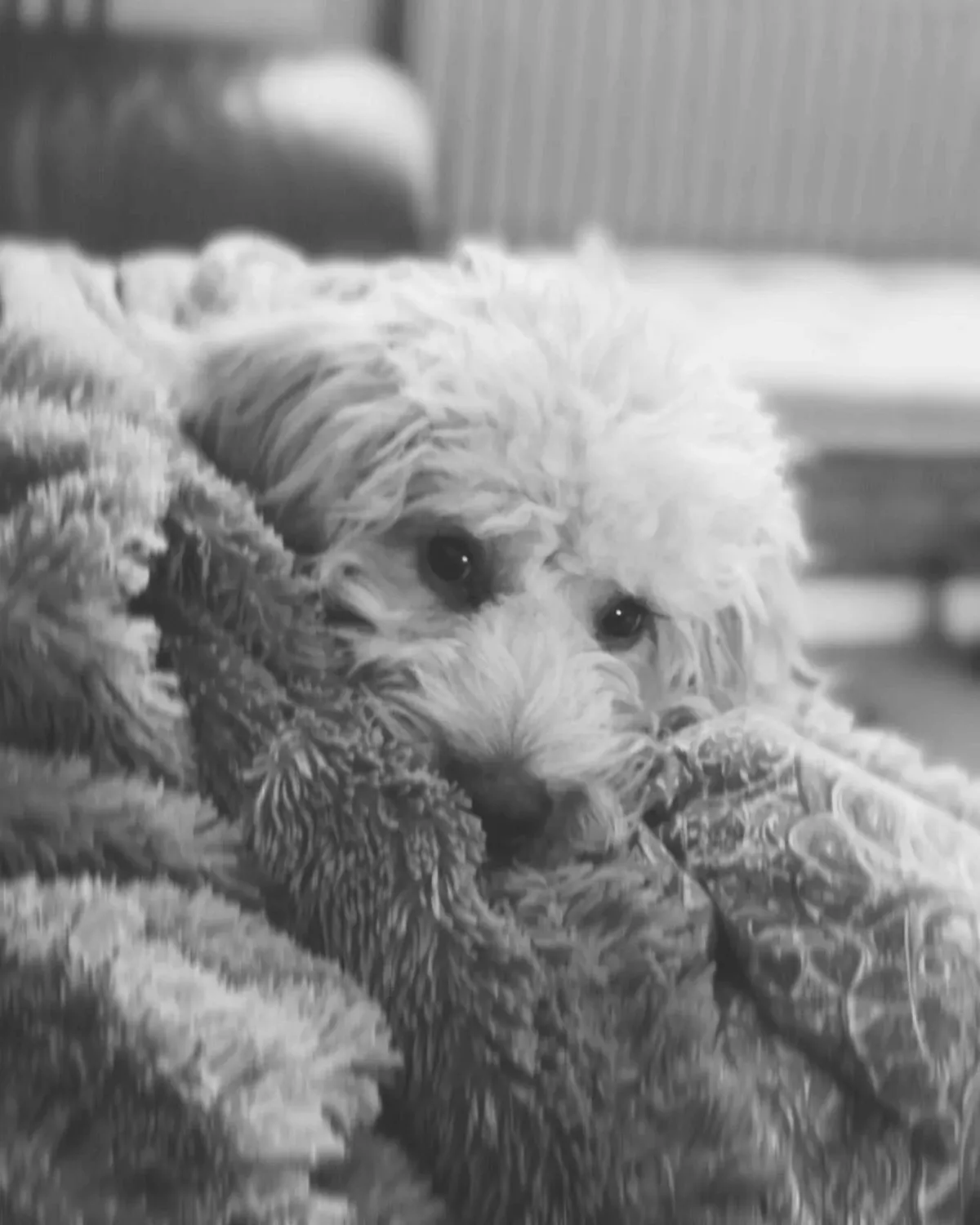 Woofrana Dog Home Boarding - Image 1