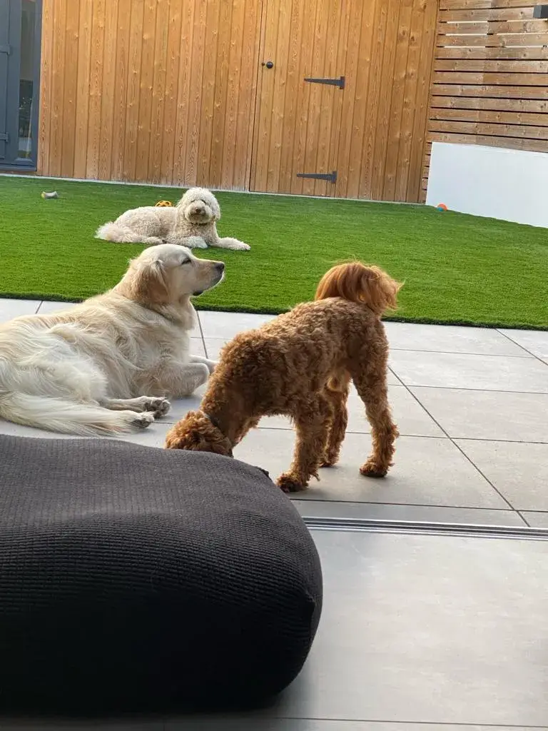 Woofrana Dog Home Boarding