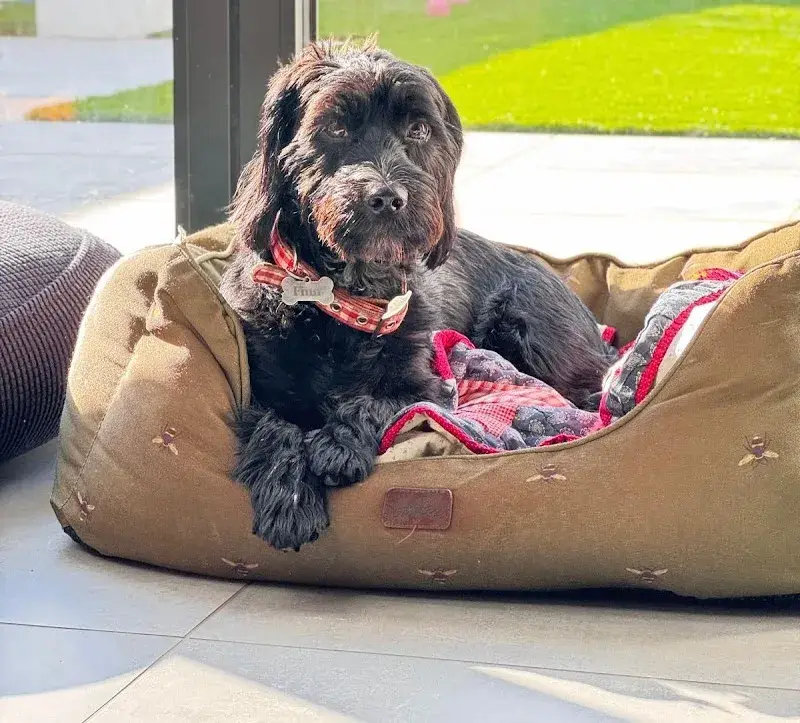 Woofrana Dog Home Boarding