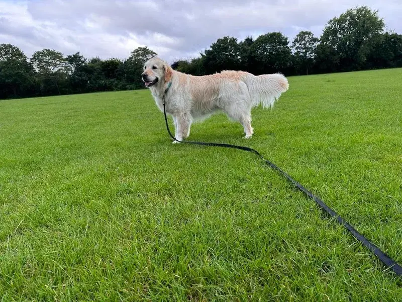 Woofrana Dog Home Boarding