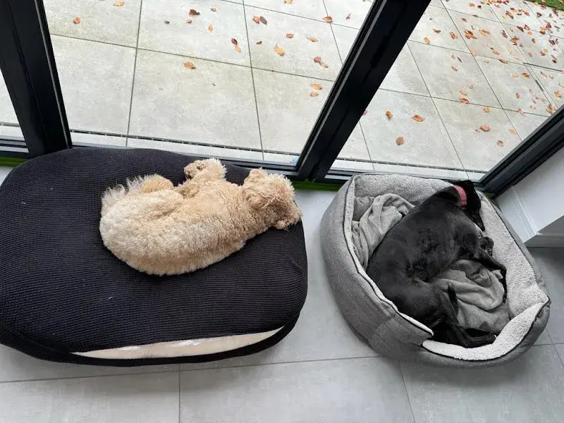 Woofrana Dog Home Boarding