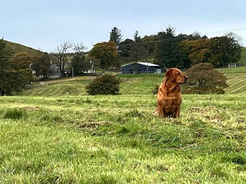 Canine Country Lodge