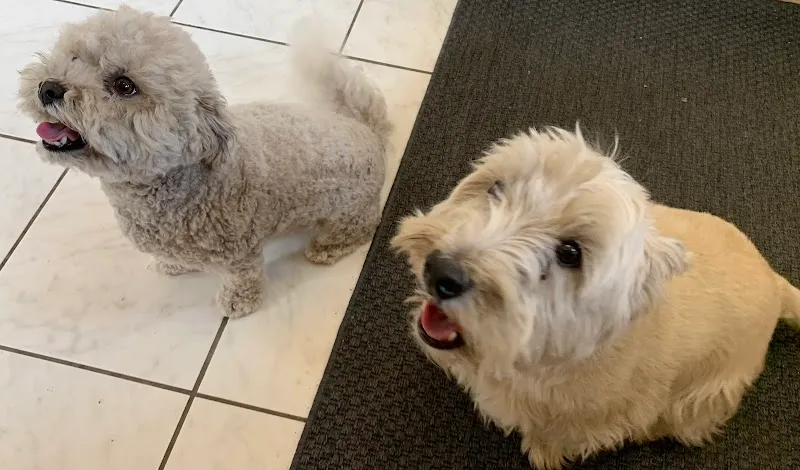 Wyes Cats Luxury Cat Hotel