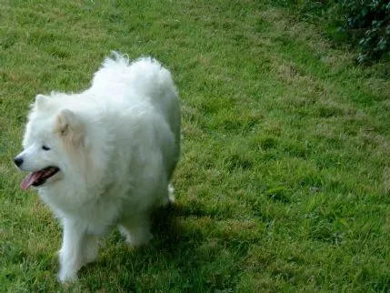 Valley boarding kennels and cattery, Southwell - Photo 1 of 2